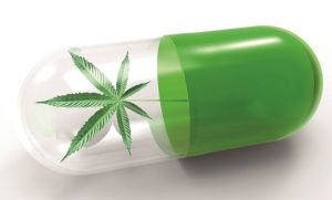 کانابیس با THC بالا | زنگ خطر روان‌پریشی برای نسل جوان