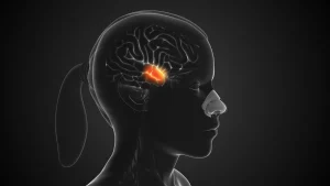 کلید احساس سیری در بینایی و بویایی: چگونه بوی غذا پیام سیری را به مغز ارسال می‌کند؟