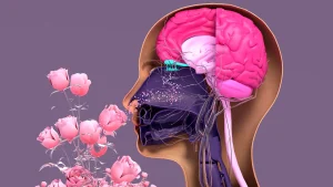 مدل سه‌بعدی جدید برای بررسی مکانیسم بازسازی حس بویایی و درمان انوژمی