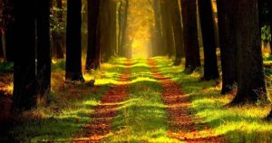 ۵ راهی که طبیعت به سلامت هیجانی ما کمک می‌کند
